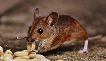 24 Hour & Emergency Exterminators in Pittsgrove Township, NJ